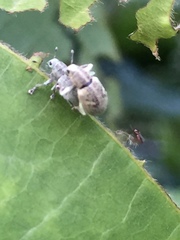 Eugnathus distinctus