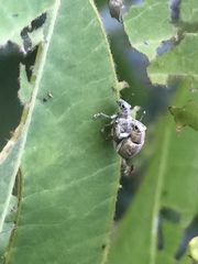 Eugnathus distinctus