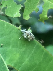 Eugnathus distinctus