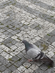 Columba livia