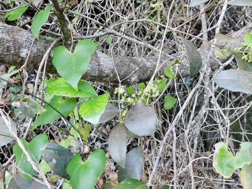 Image of Elaeodendron croceum by (c) Rebecca Ryen-Stols, some rights reserved (CC BY-SA)
