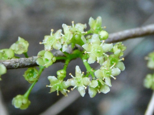Small-leaved saffron (Elaeodendron croceum)