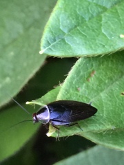 Sorineuchora nigra