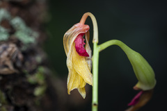 Dendrobium oppositifolium