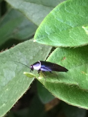 Sorineuchora nigra