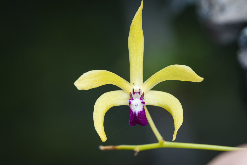 Dendrobium oppositifolium (Kraenzl.) N.Hallé
