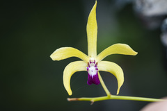Dendrobium oppositifolium