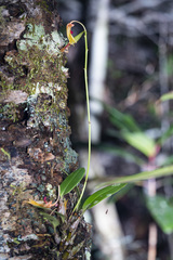 Dendrobium oppositifolium