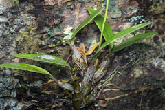 Dendrobium oppositifolium