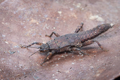 Microcanachus matileorum
