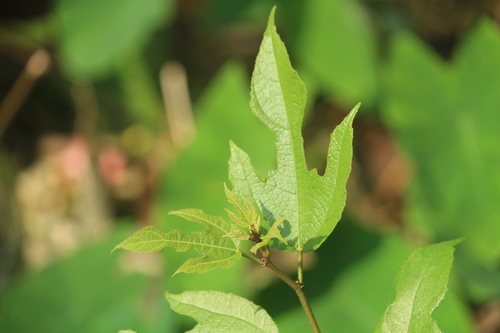 Image of Ficus exasperata by no rights reserved