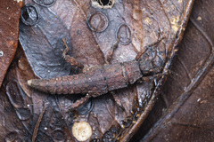 Microcanachus matileorum