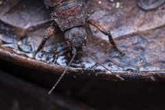 Microcanachus matileorum