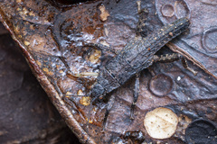 Microcanachus matileorum