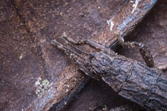 Microcanachus matileorum
