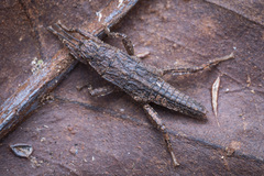 Microcanachus matileorum