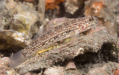 Istigobius hoesei