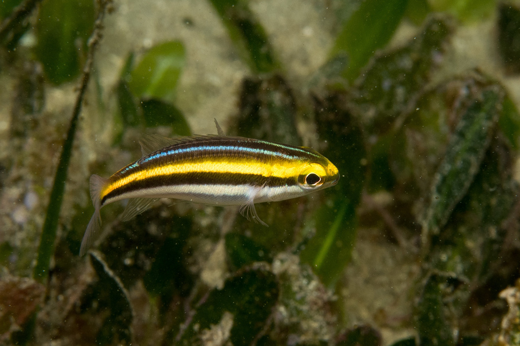 Paradise Whiptail