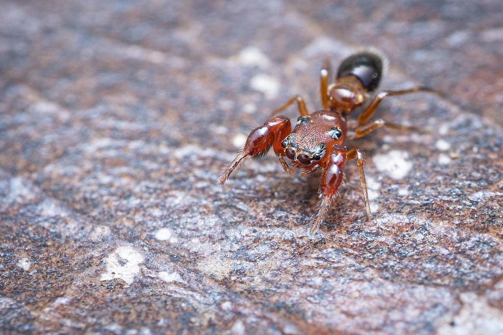 Lystrocteisa