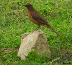 Turdus grayi