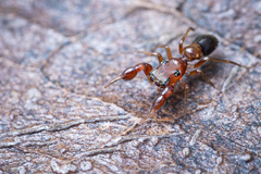 Lystrocteisa myrmex