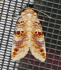 Diastema tigris