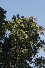Ptaeroxylon obliquum