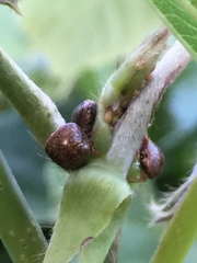 Megacopta punctatissima