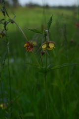 Geum × intermedium