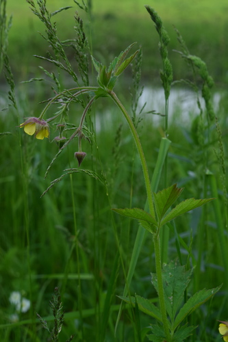 Geum × intermedium, photograph 2
