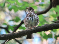 Turdus philomelos