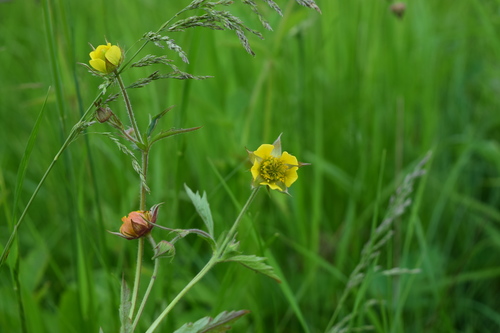Geum × intermedium, photograph 1