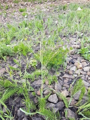 Poa subfastigiata