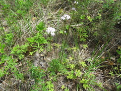 Valeriana alternifolia