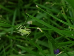Meconema