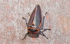 Eurymela fenestrata