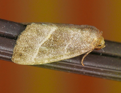 Ogdoconta altura