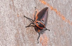 Eurymela fenestrata