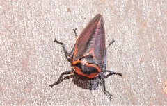 Eurymela fenestrata