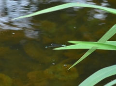 Pseudagrion indicum