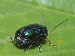 Cryptocephalus nitidulus