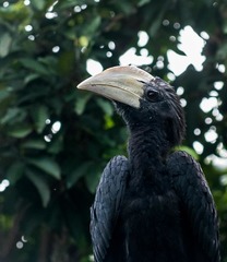 Anthracoceros malayanus