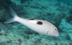 Parupeneus pleurostigma