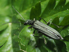 Oedemera tristis