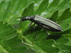 Oedemera tristis