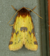 Azenia obtusa
