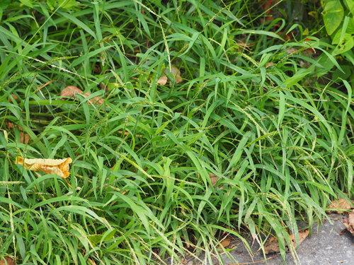Digitaria henryi