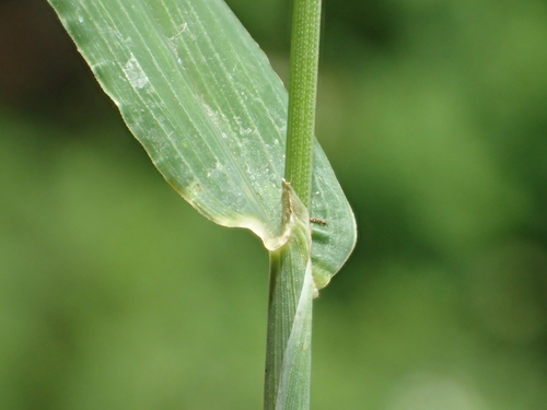 Digitaria henryi