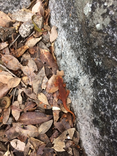 iNaturalist observation photo of Sierra Newt