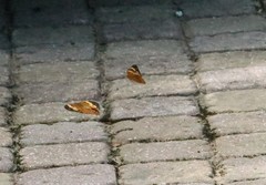 Cupha erymanthis erymanthis